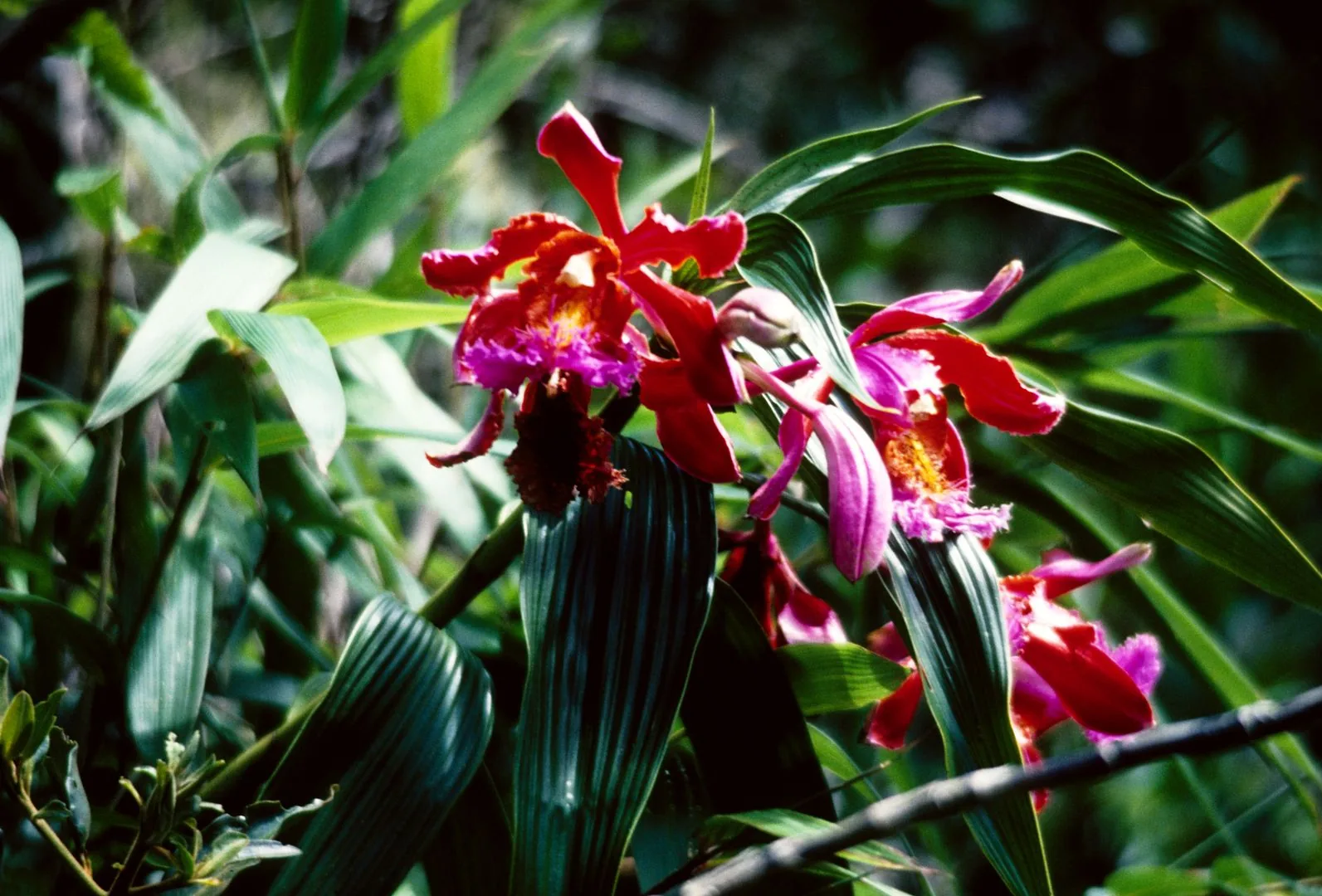 1978 Machu Picchu – orchidee