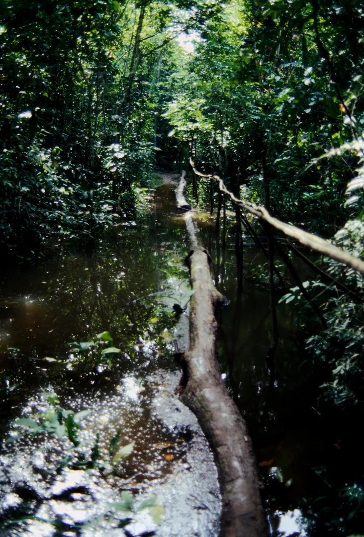 1978 Amazzonia - passaggio ideato dagli indios per attraversare un canale della foresta