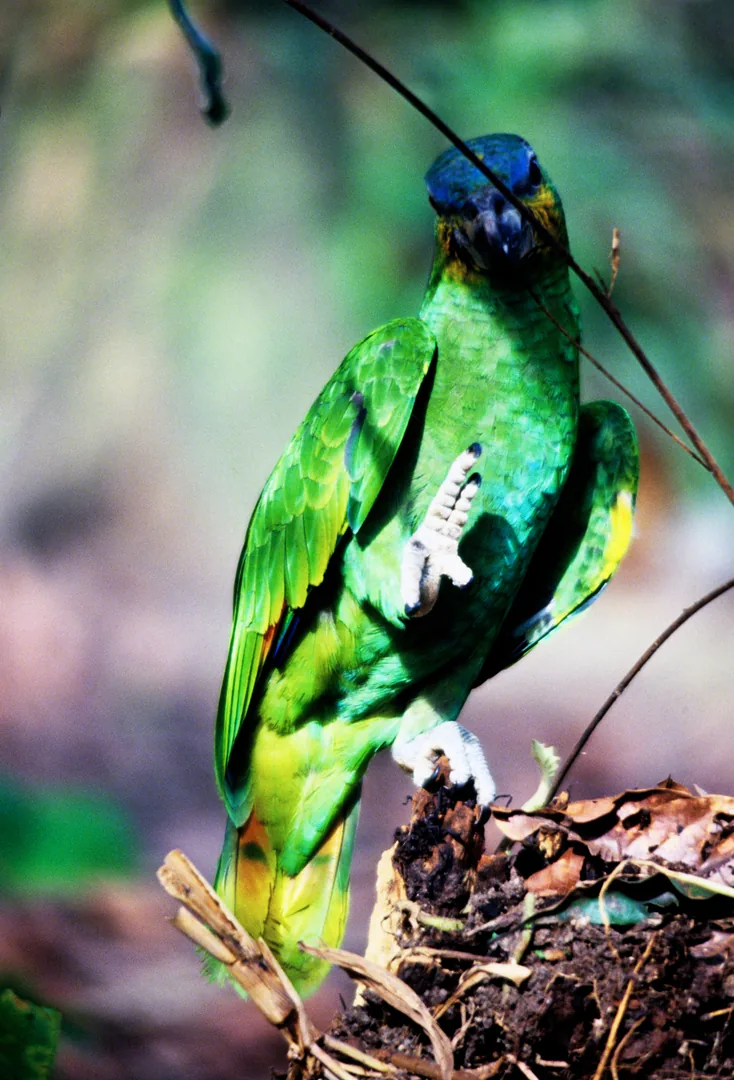 1978 Amazzonia – villaggio Ybaros, pappagallo da compagnia