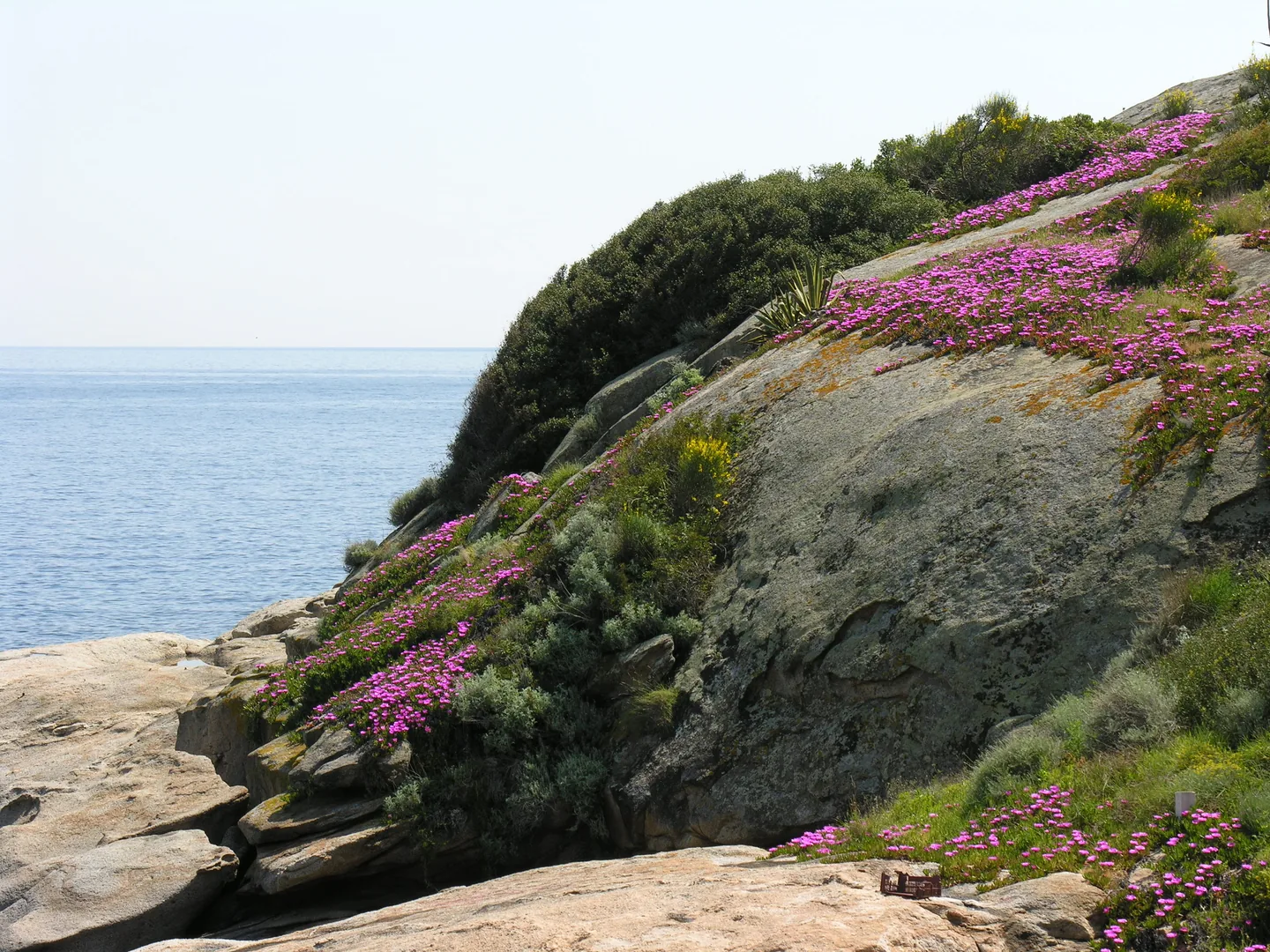 Giglio 4
