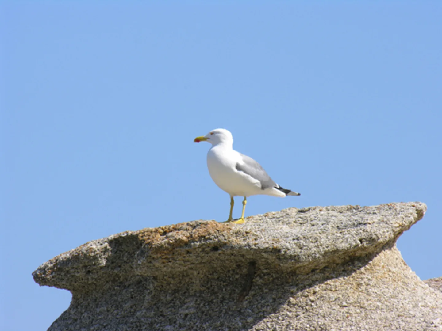 Giglio 5