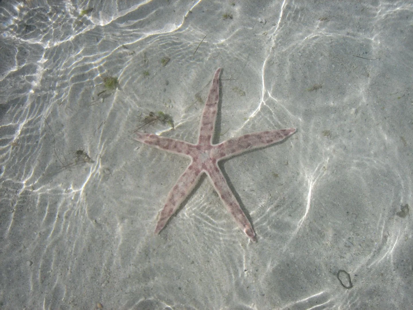 2007 Maurucius – Isola dei cervi