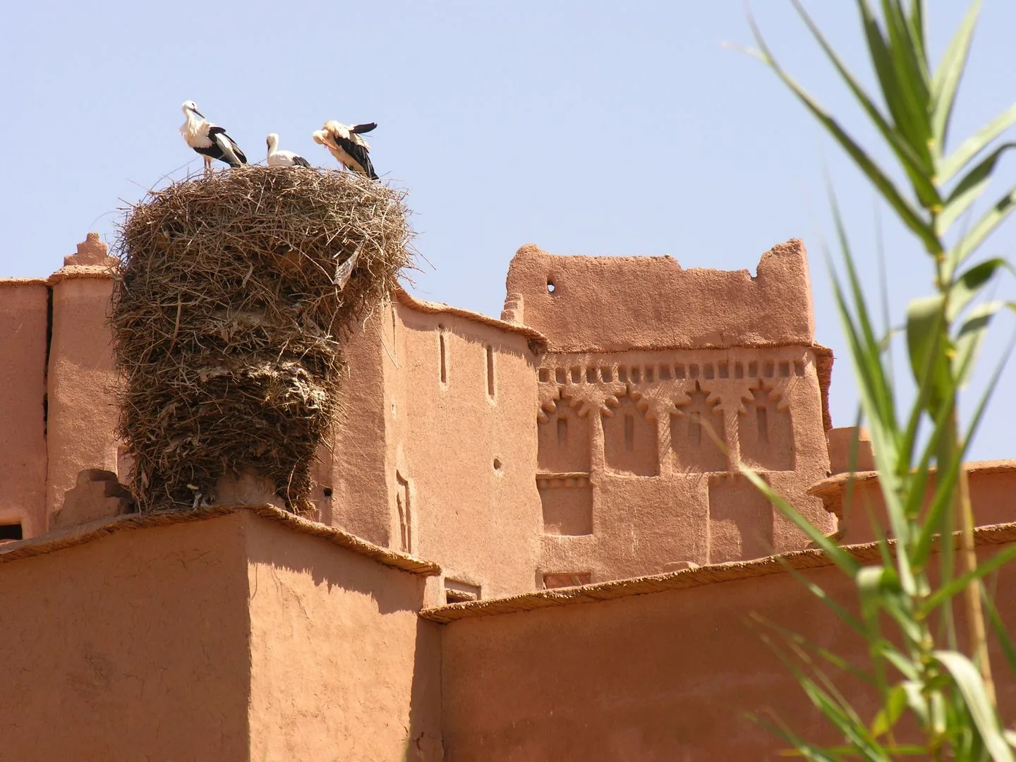 2011 Marocco - Un nido di cicogne su case costruite in pisè