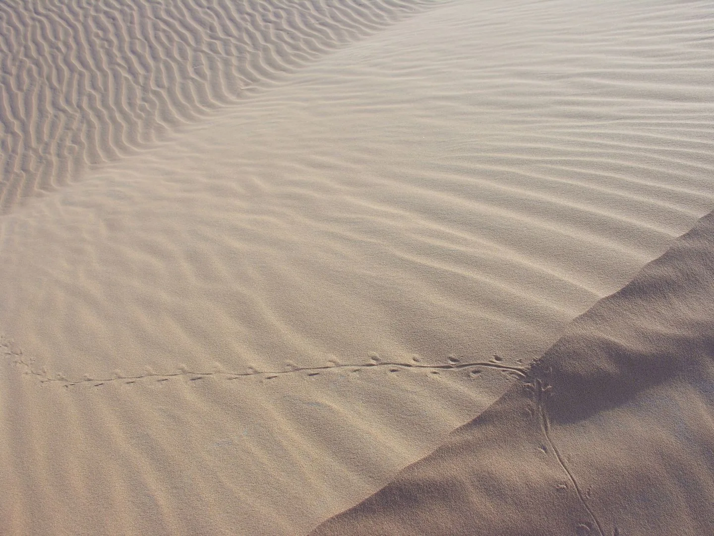 2011 Marocco -Misteriose tracce di un piccolo animale sulla sabbia del deserto